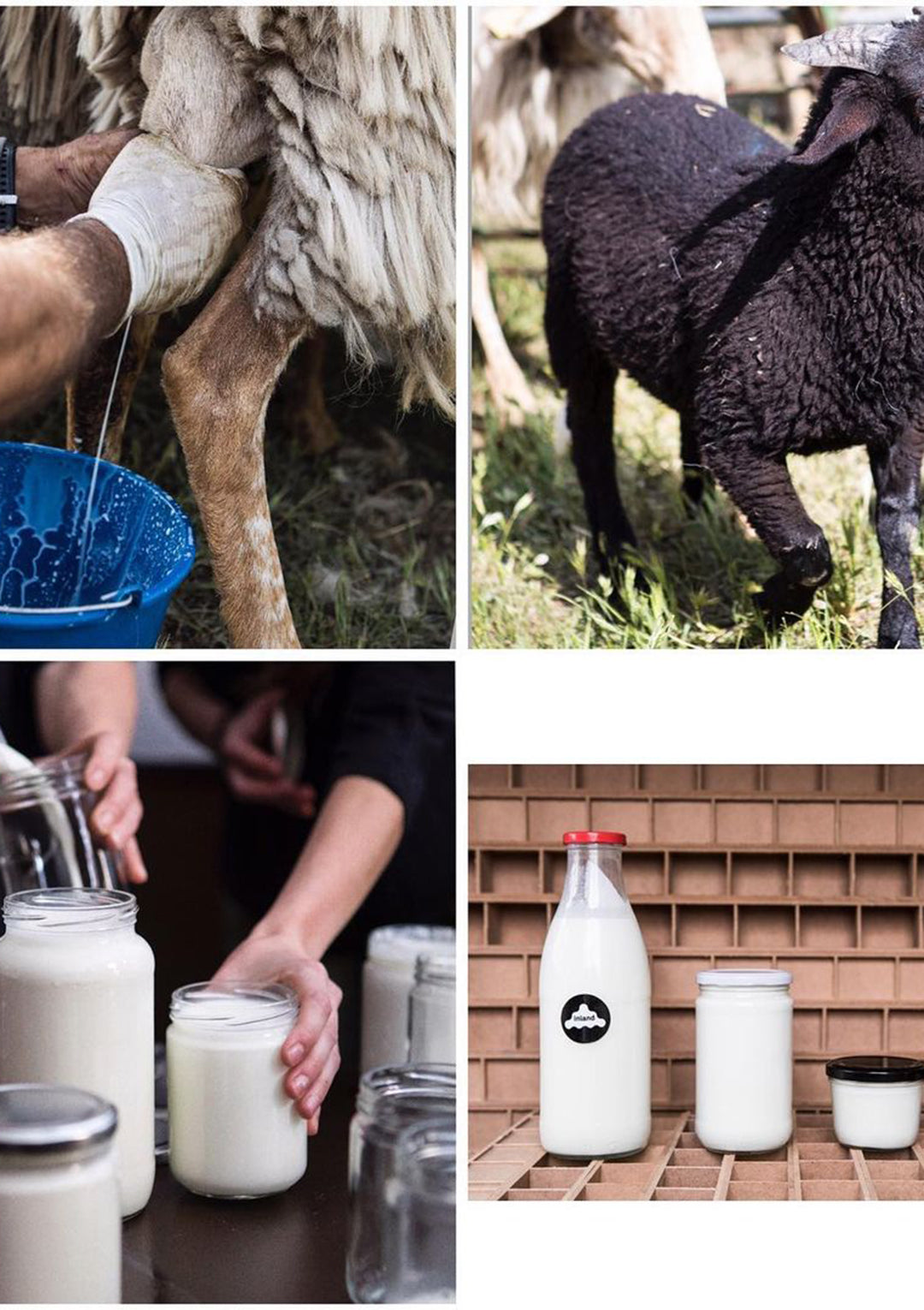 Microbiopolitics of Milk