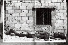 Yan Morvan Archive No. 3: Liban, 1982-85