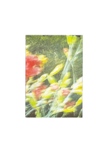 Memories Bloom Again