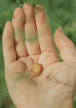 Vicia Faba - Seed Packet (Single Fava Bean)