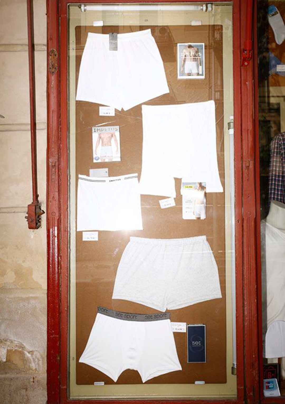 El ficus del Parterre (Catalog)
