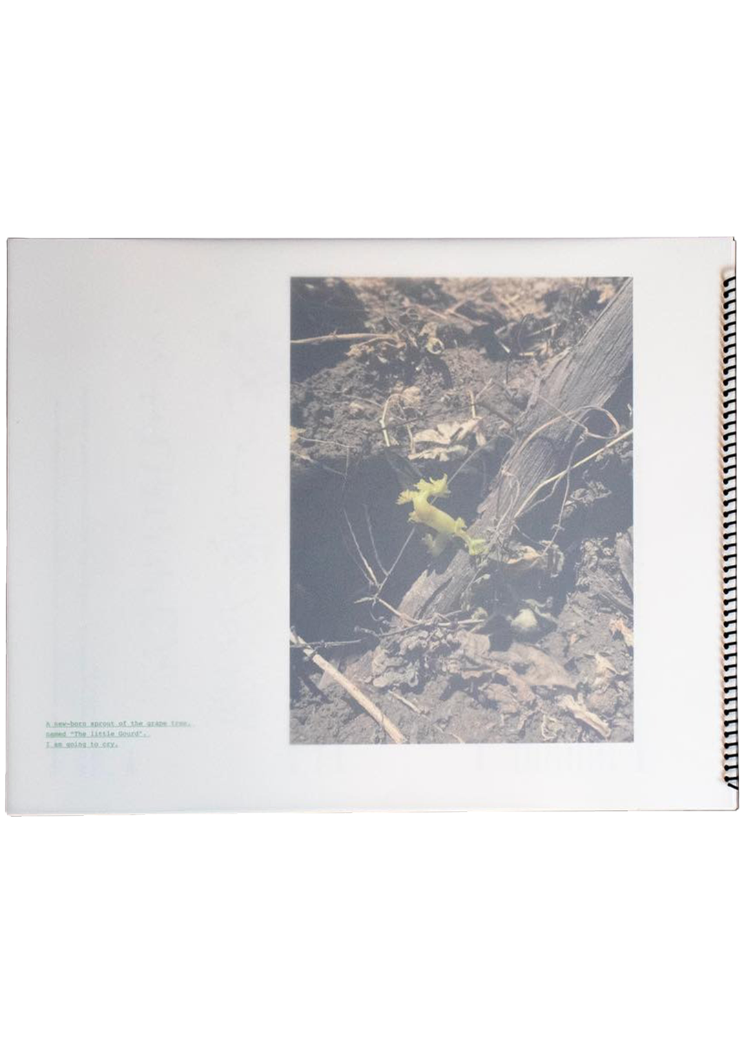 A Taxonomy Study of Gourd