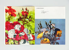 FLORIBUNDAROSEN