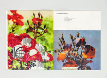 FLORIBUNDAROSEN
