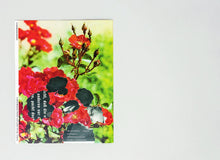 FLORIBUNDAROSEN