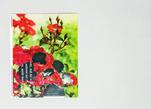 FLORIBUNDAROSEN