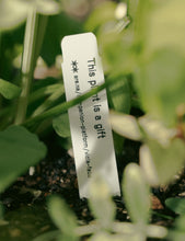Vicia Faba - Seed Packet (Single Fava Bean)