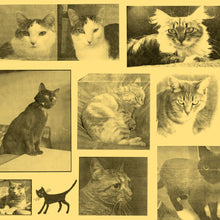 Found Cats: Lost Posters of Missing Cats Later Found