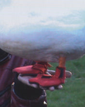THE KNIGHT, THE PRINCESS AND THE GOOSE